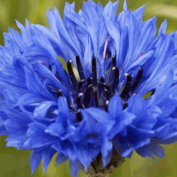 Centaurea Cornflower White