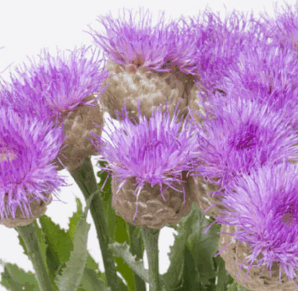 Centaurea Pulchra Major