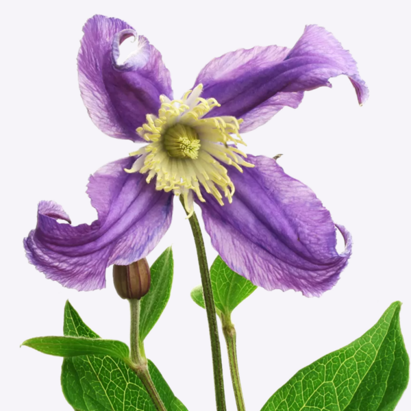 Clematis Amazing Rome
