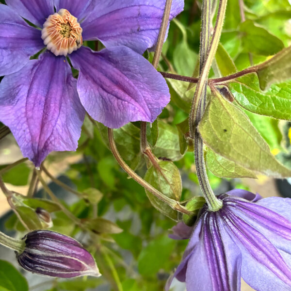 Clematis Rain Dance  - YFF