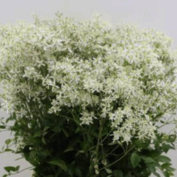 Clematis Specialty White
