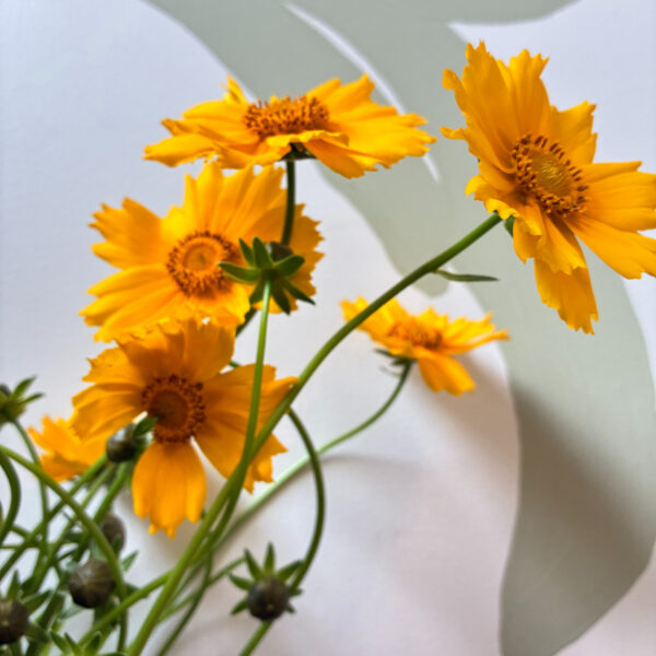Coreopsis Sunburst - Brown Farm
