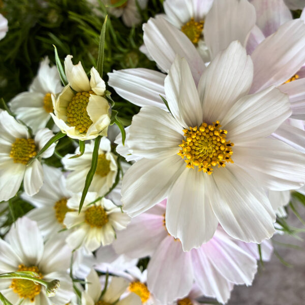 Cosmos Versailles - Little State