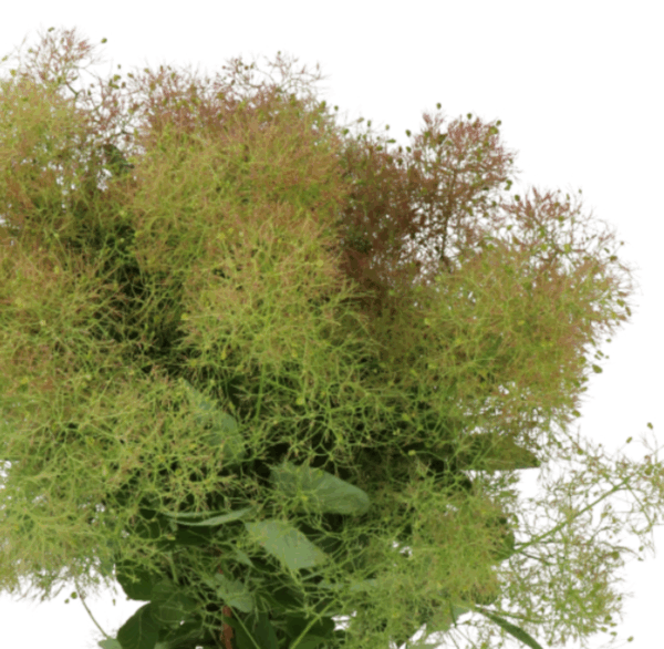 Cotinus Green Fountain
