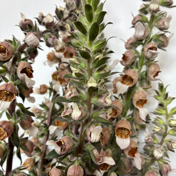 Foxglove Cafe Cream - Tiny Acre