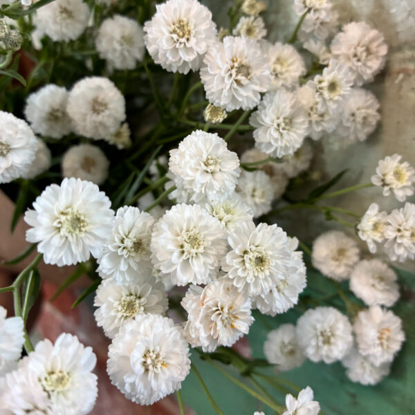 Yarrow Cotton Tail - Tiny Acre