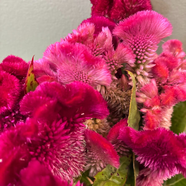 Celosia Cramers Pink - Many Graces