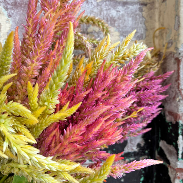 Celosia Shimmer - Many Graces
