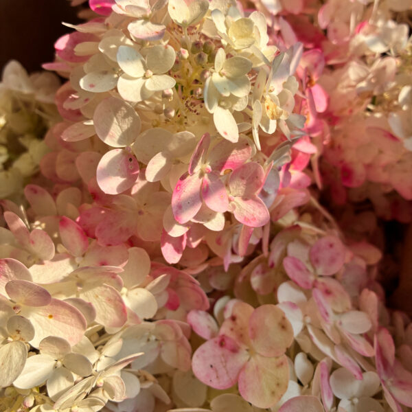 Hydrangea Paniculata Quick Fire 5st - Many Graces