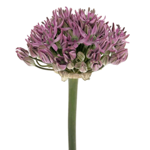 Allium Pink Jewel