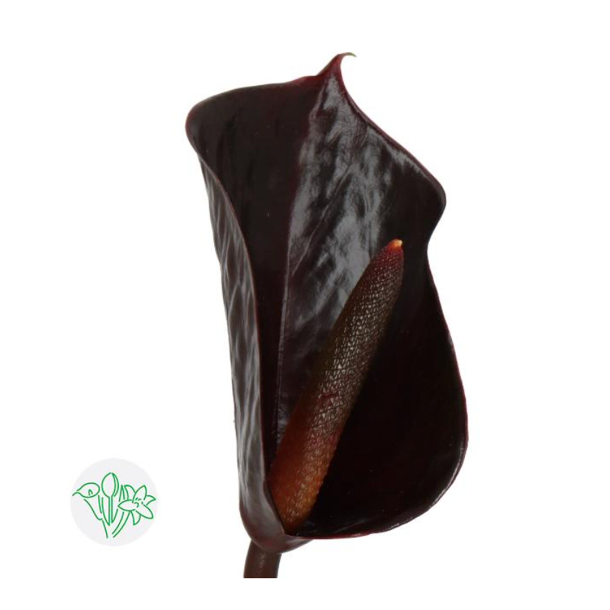 anthurium calense Anthurium Clarinervium 4