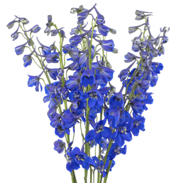 Delphinium Volkerfrieden Blue 80cm