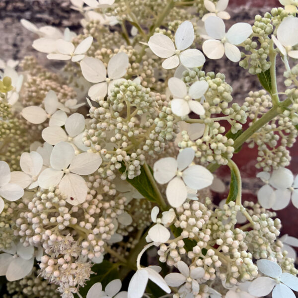 Hydrangea Large Lacy - Eddy