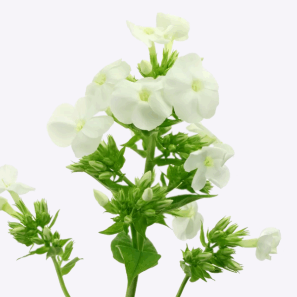 Phlox Danielle