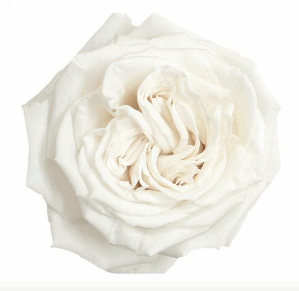 Rose Playa Blanca 80cm