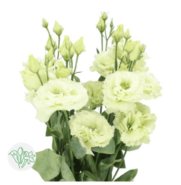 Lisianthus Dbl Alissa Green