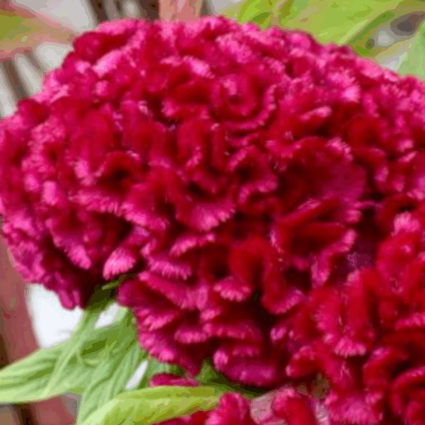 Celosia Cristata Flashing